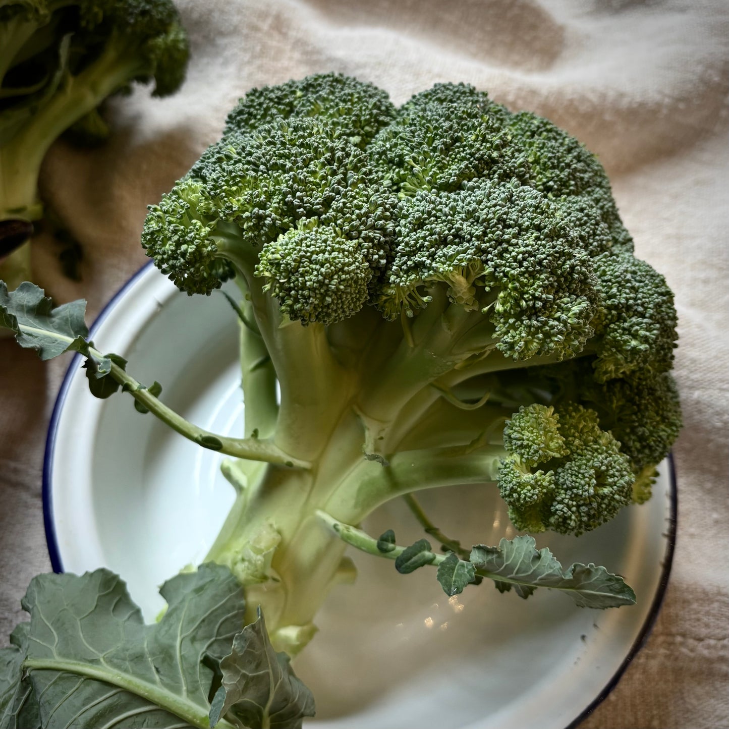 UK Calabrese Broccoli