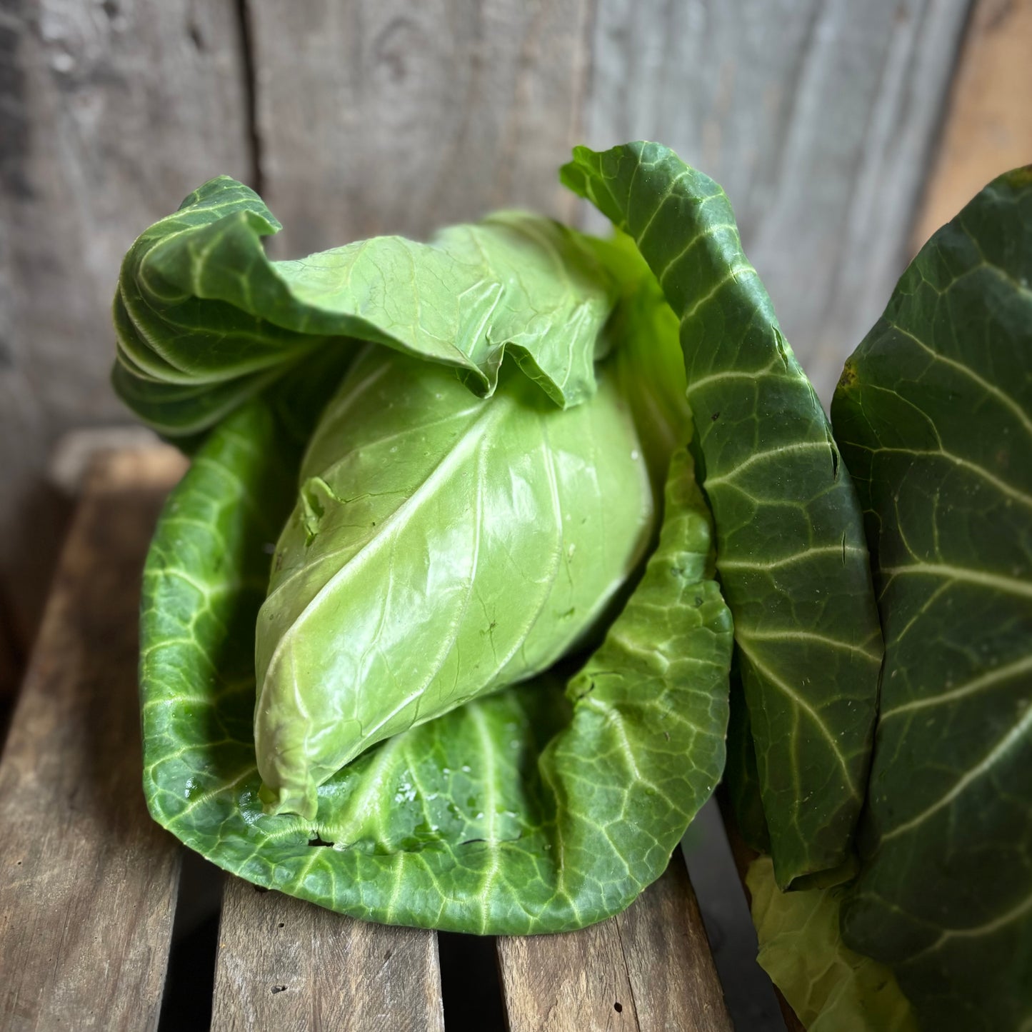 UK Hispi Cabbage