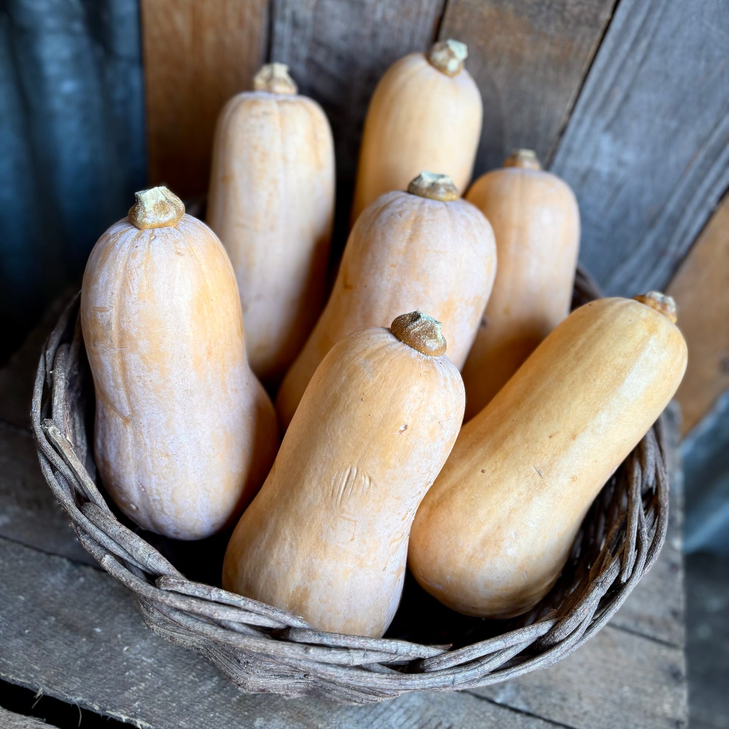 Butternut Squash