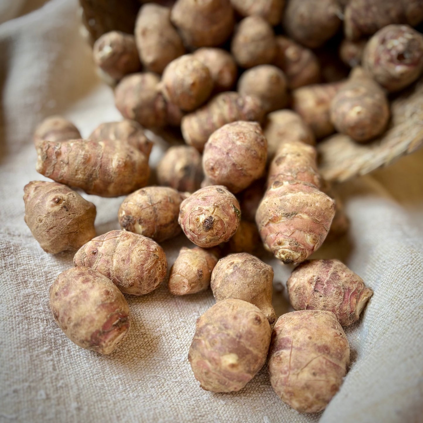 Jerusalem Artichokes