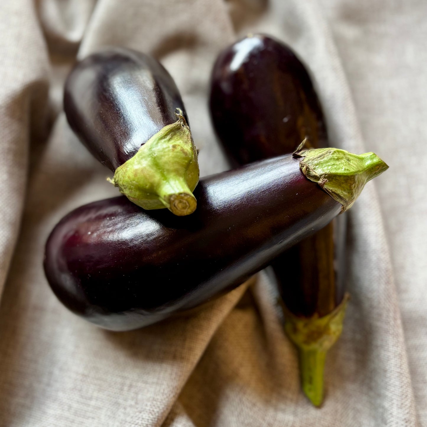 Aubergine