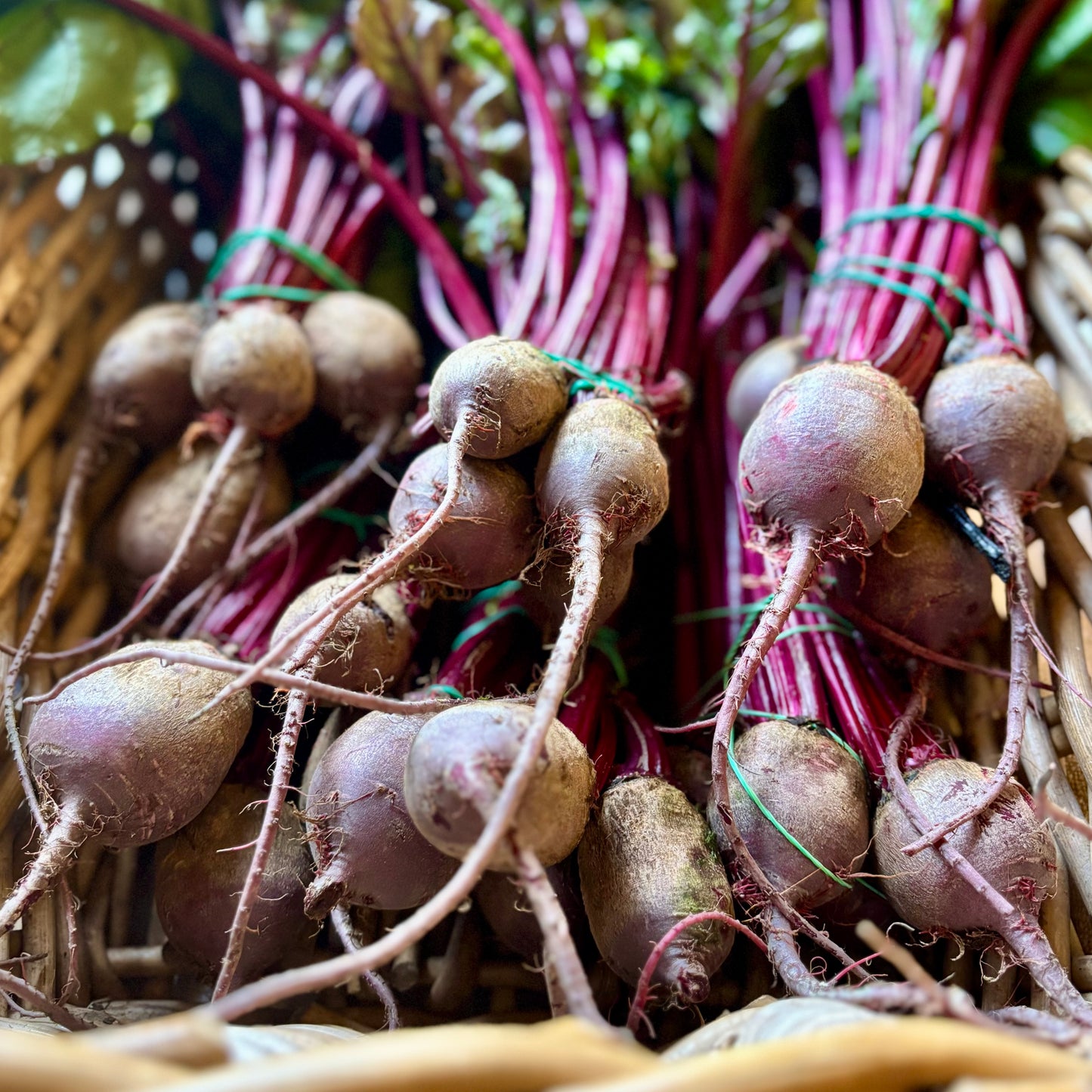 Leafy Bunched Beetroot