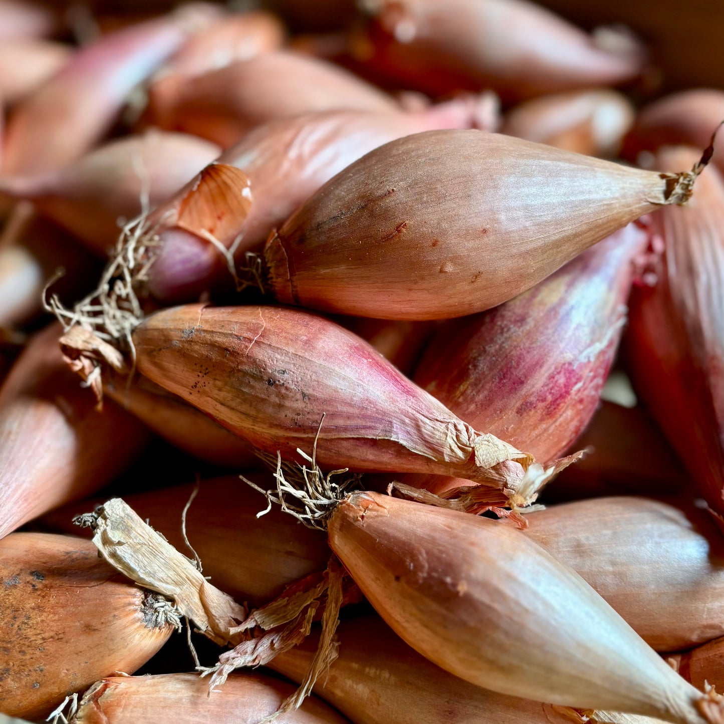 UK Banana Shallots