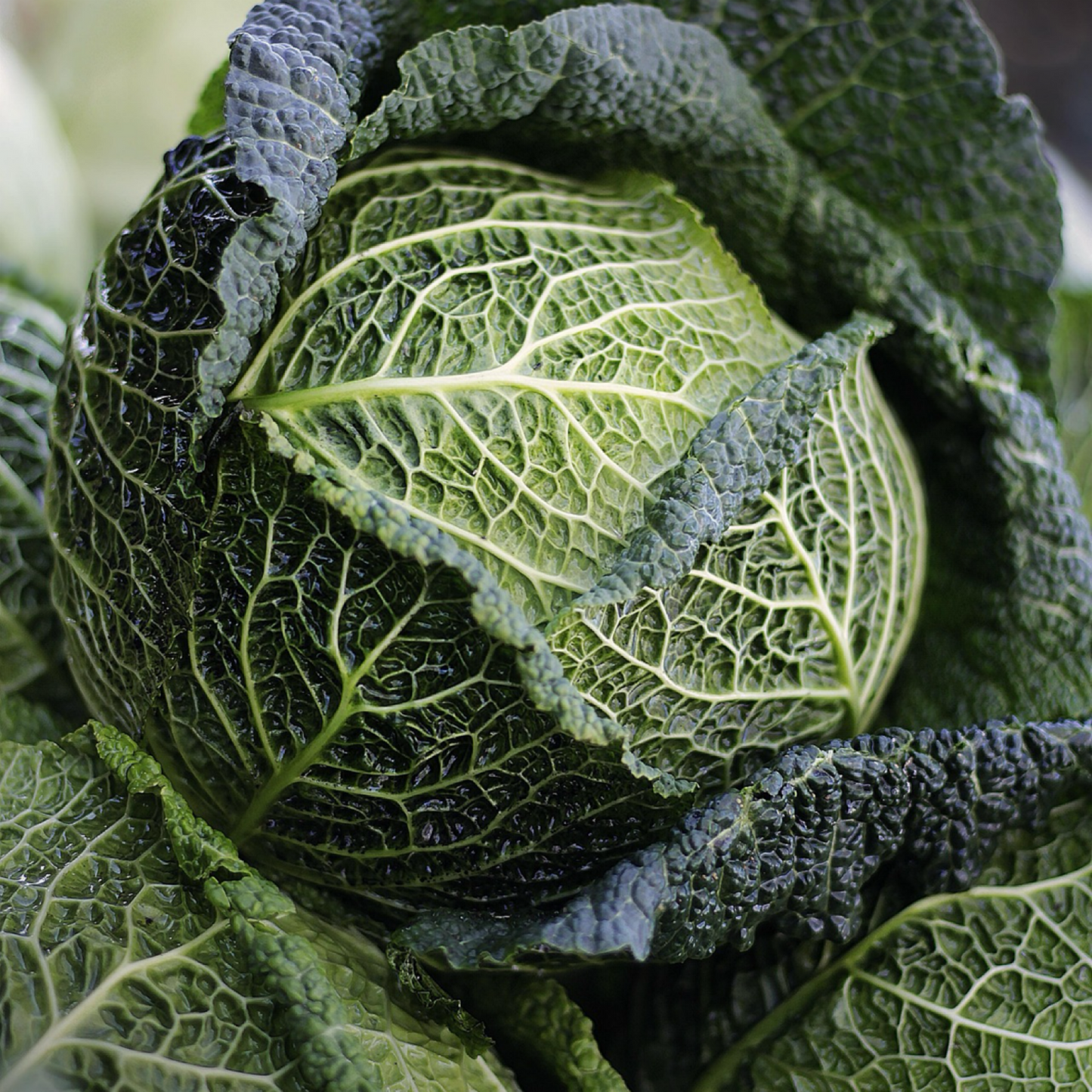 UK Savoy Cabbage