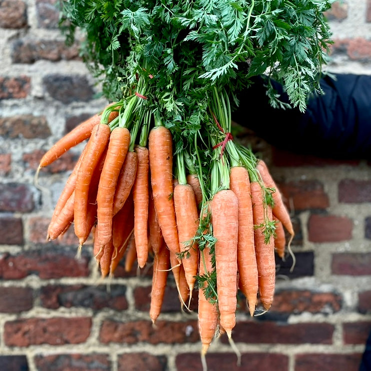 Leafy Bunched Carrots