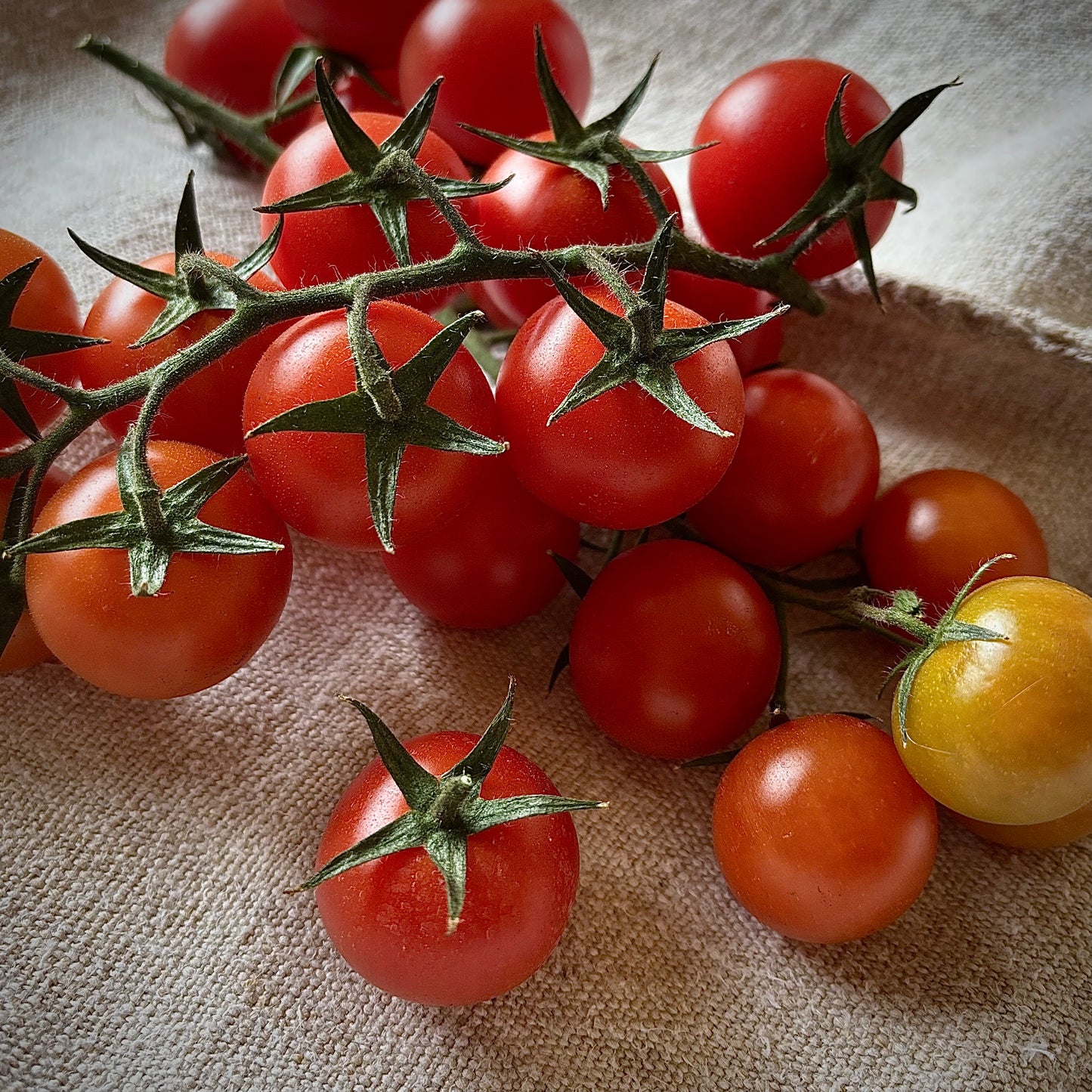 Cherry Vine Tomatoes