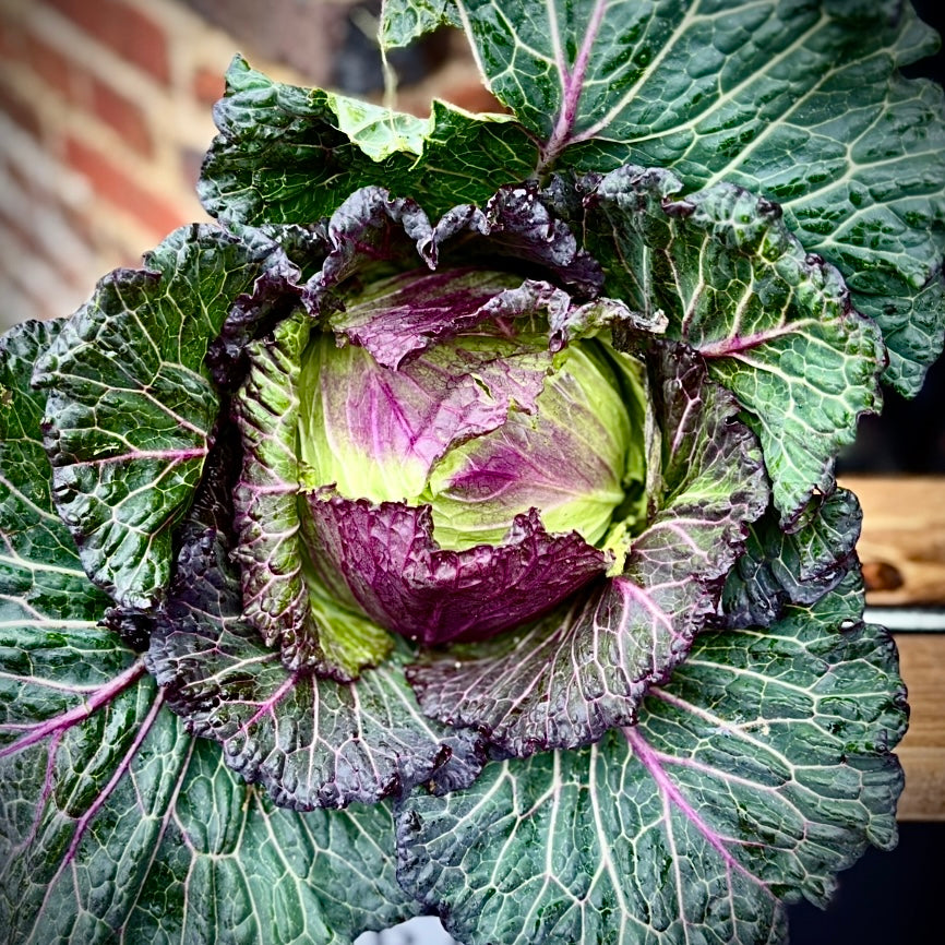 UK January King Cabbage (Out Of Season)