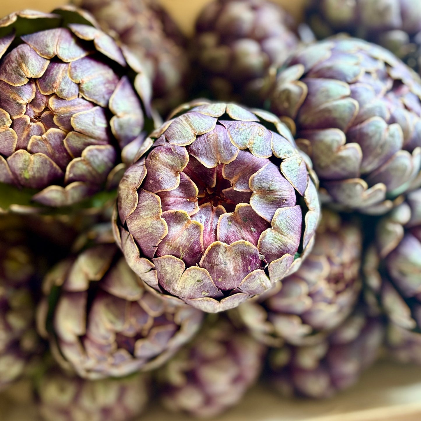 Globe Artichoke