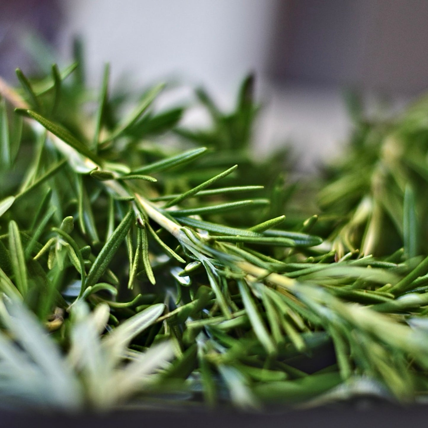 Fresh Rosemary