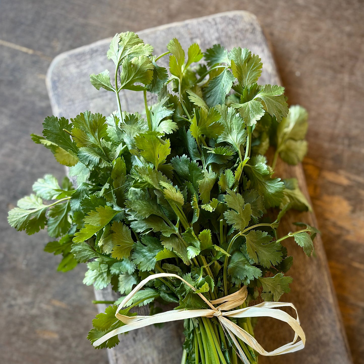 Fresh Coriander