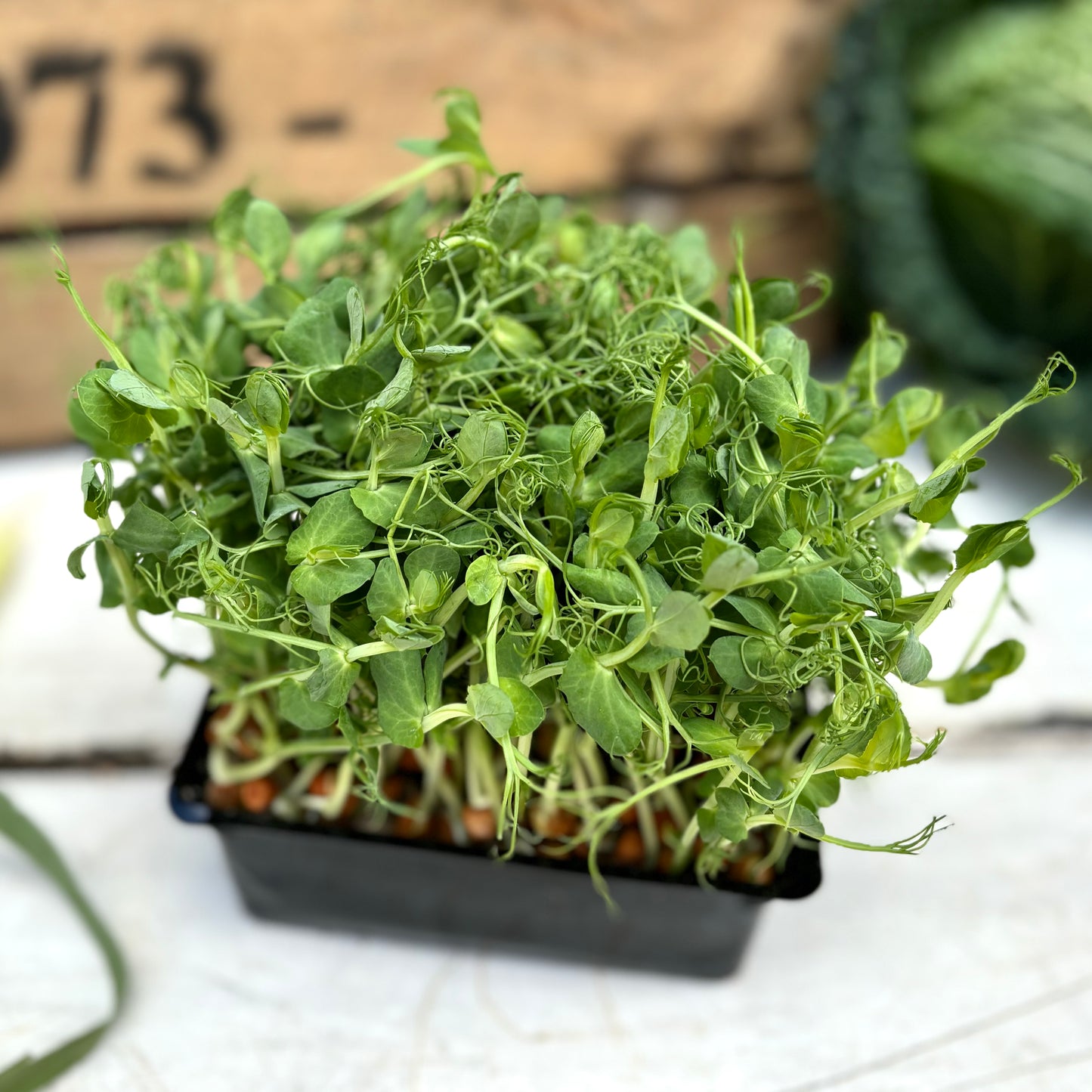 UK Growing Peashoots