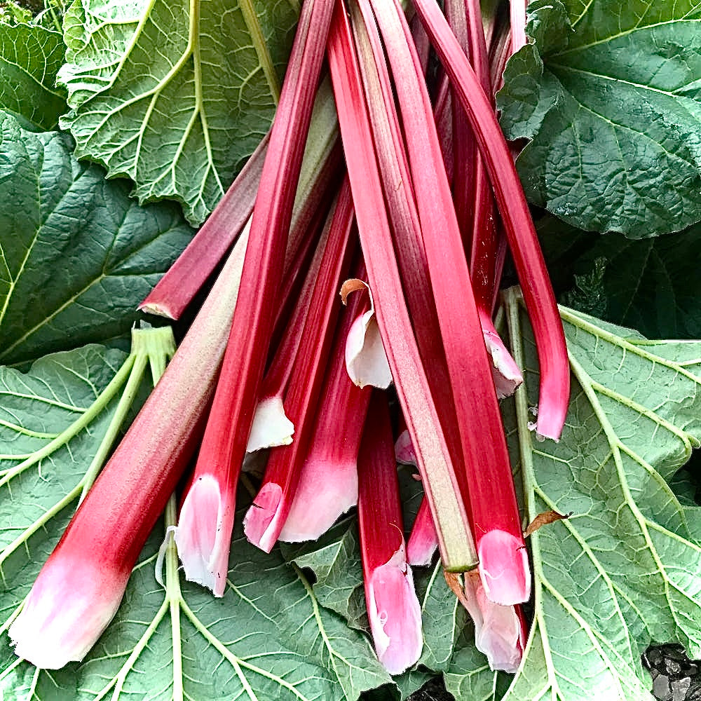 Local Rhubarb (Out Of Season)