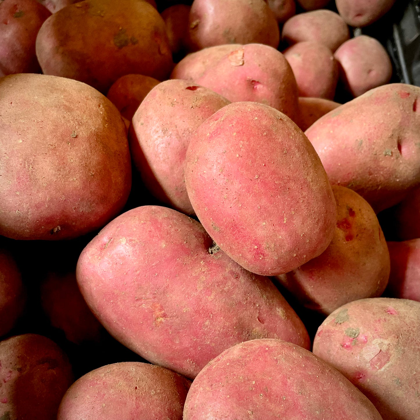 Local Mozart Potatoes - 1kg