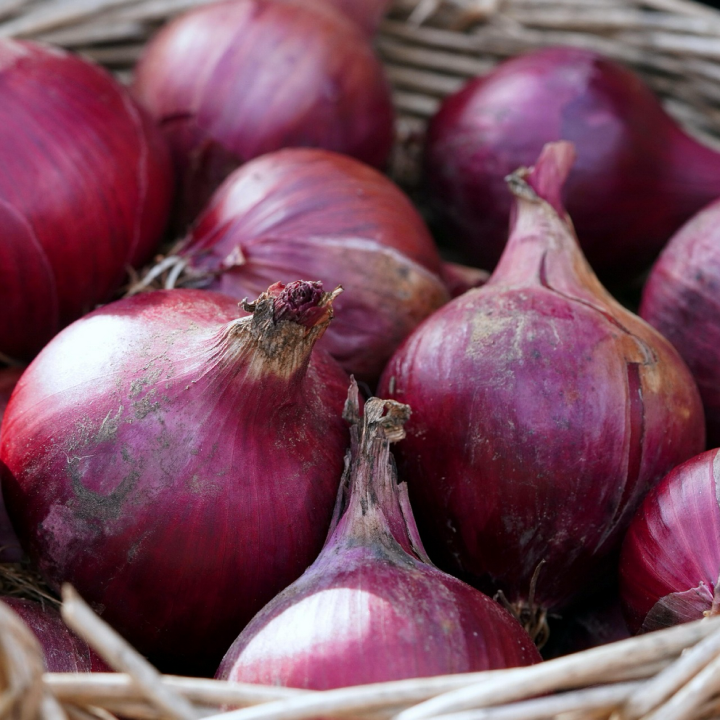 UK Red Onions
