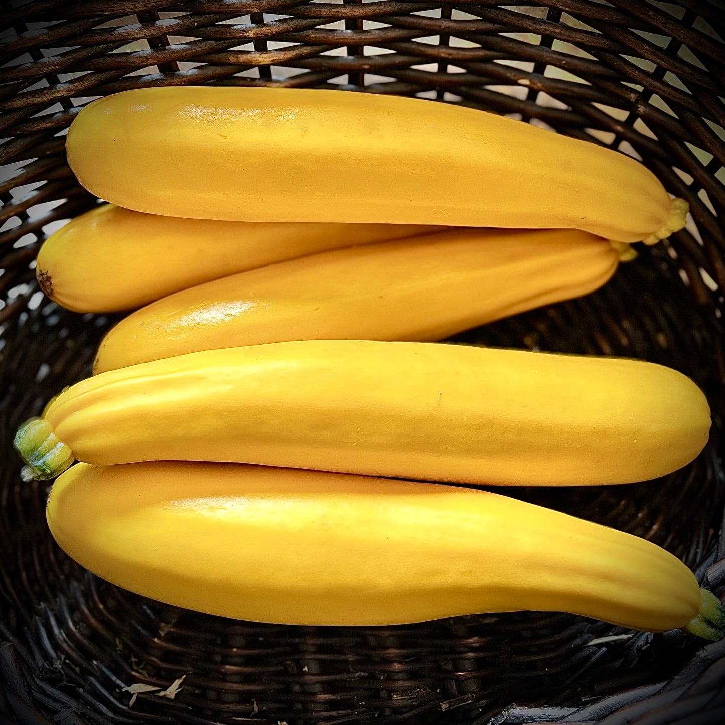 Courgette - Yellow