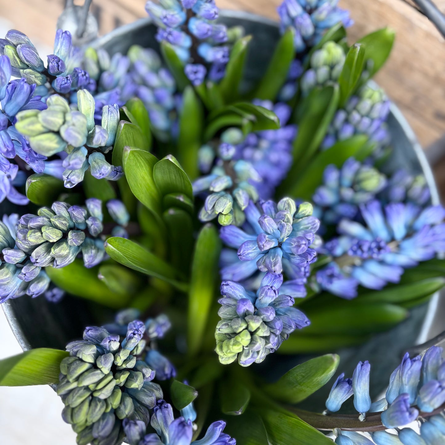 Hyacinth Delph Blue