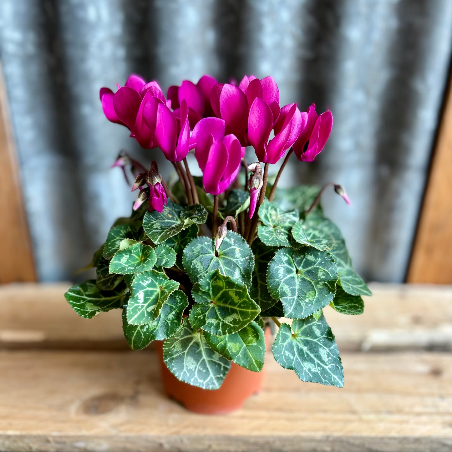 Cyclamen ‘plum’