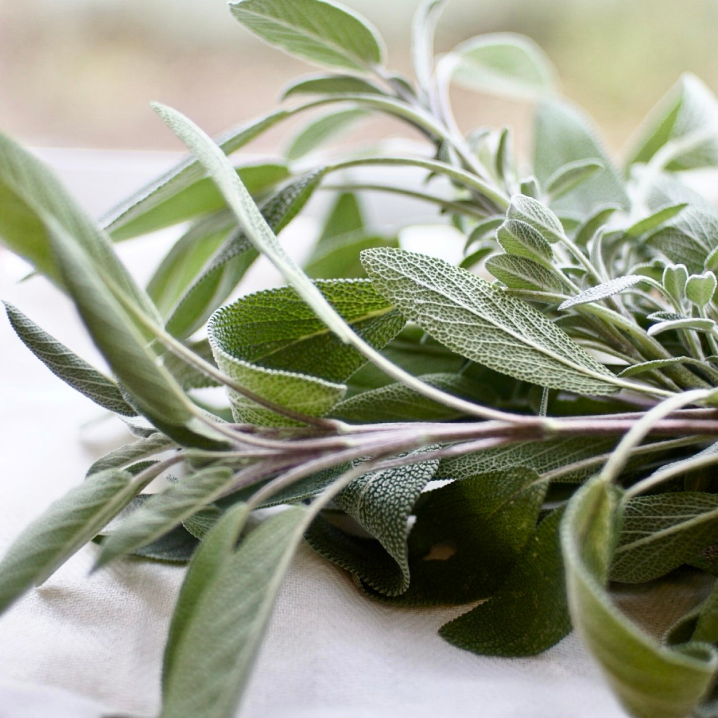 Fresh Sage