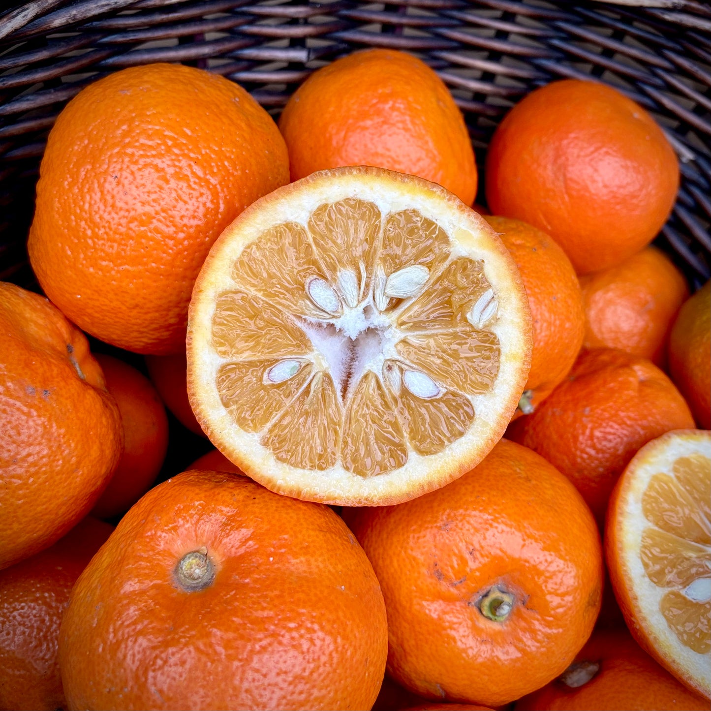 Seville Oranges (Out Of Season)