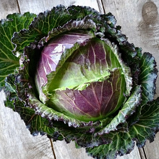 UK January King Cabbage (Out Of Season)