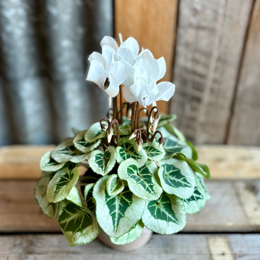 White Cyclamen