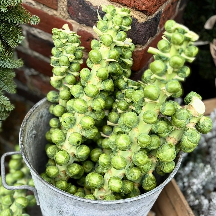 UK Sprout Stems (Out Of Season)