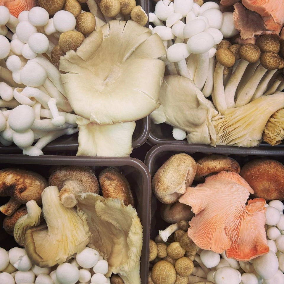 Wild Mixed Mushrooms (Sold Out)