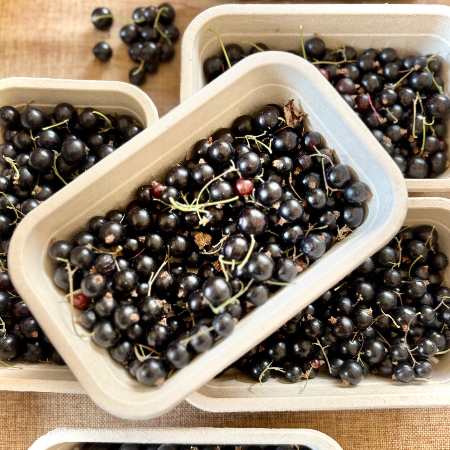 Local Blackcurrants (Out Of Season)