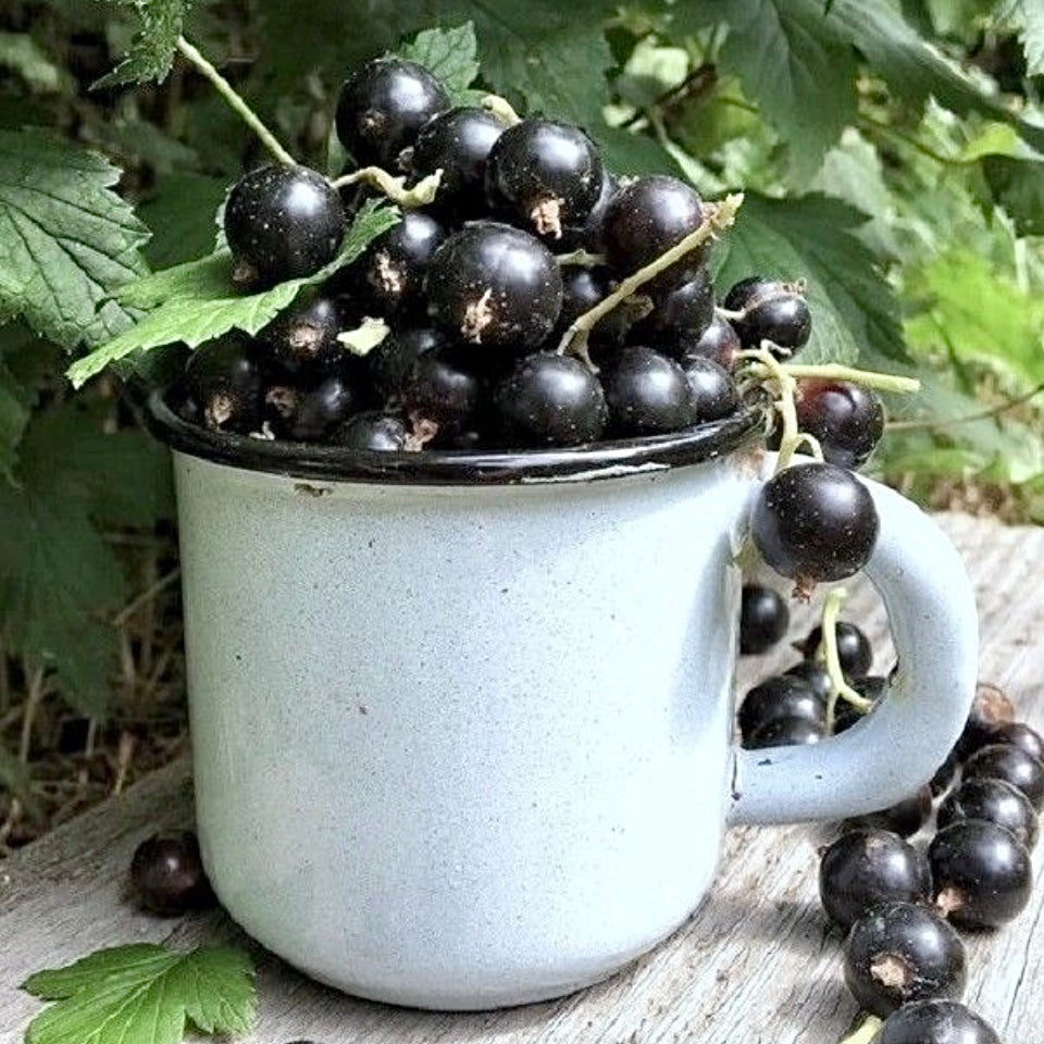 Local Blackcurrants (Out Of Season)