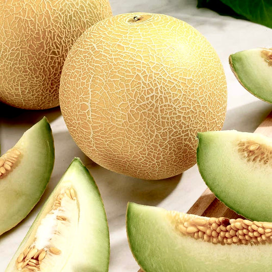 Galia Melon