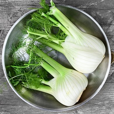 Fennel Bulb