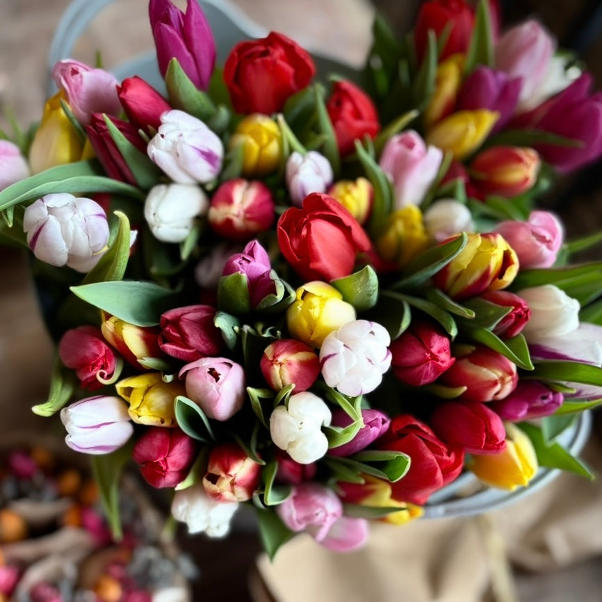 Mixed Dutch Tulips