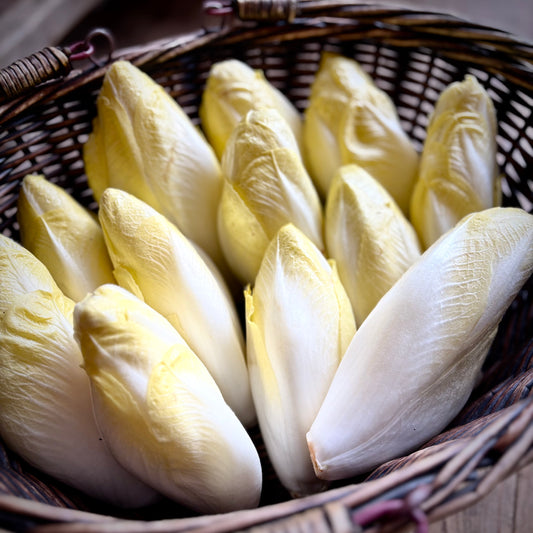 Chicory
