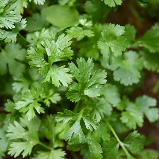 Fresh Coriander