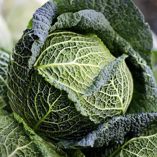 UK Savoy Cabbage