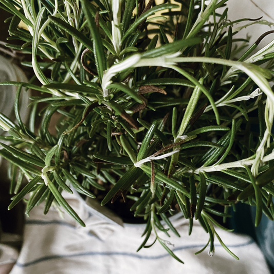 Fresh Rosemary