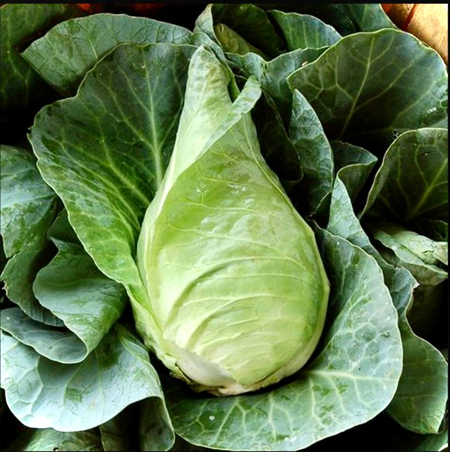 UK Hispi Cabbage