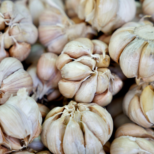 Jumbo Garlic Bulb