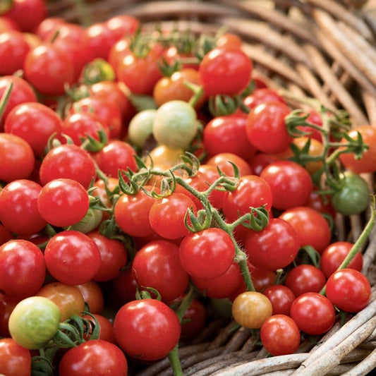 Cherry Vine Tomatoes