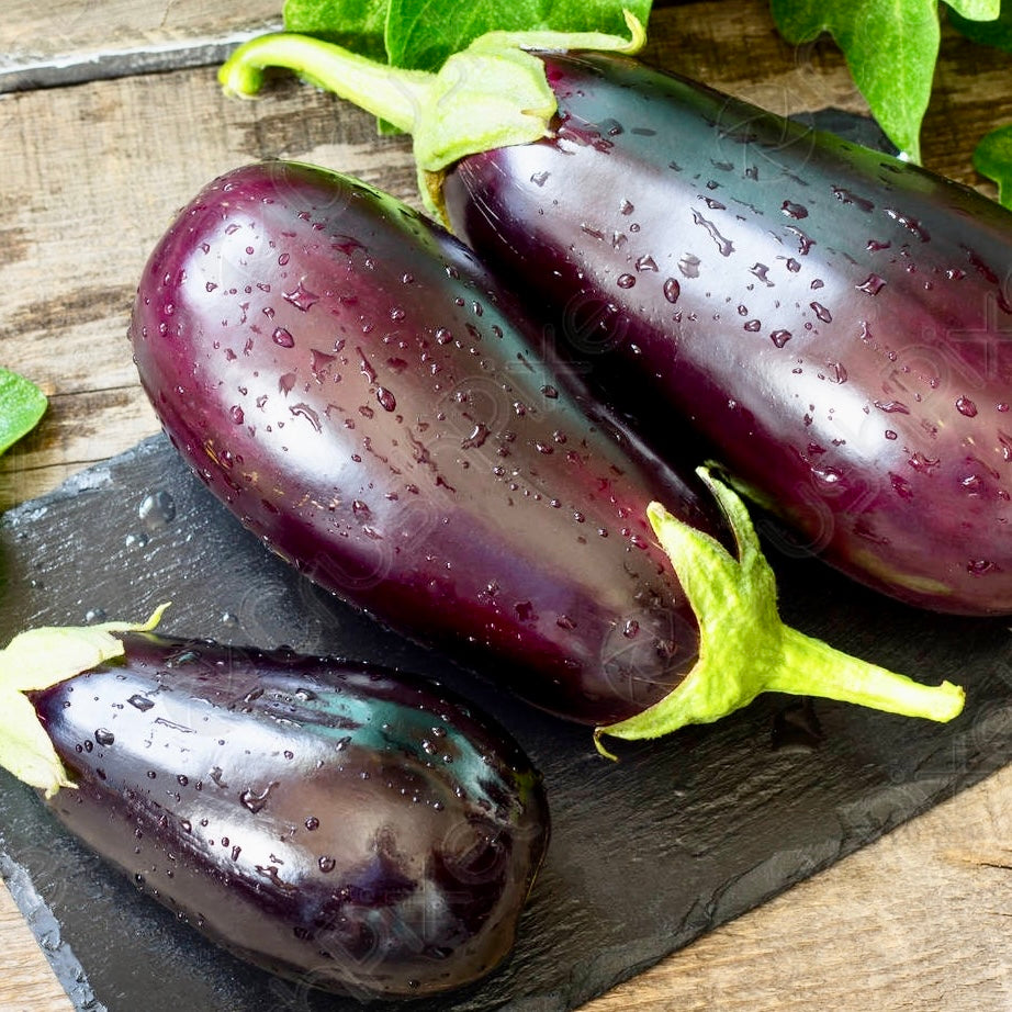 Aubergine