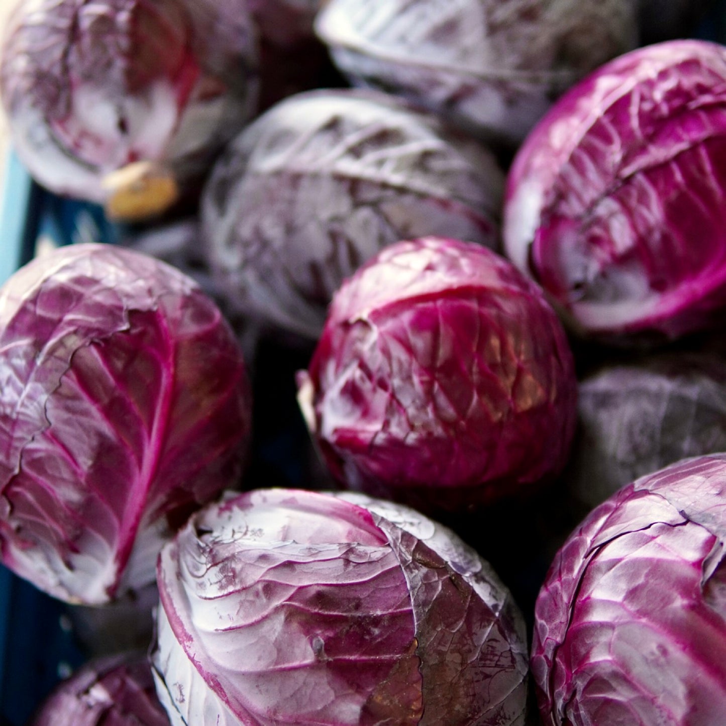 UK Red Cabbage