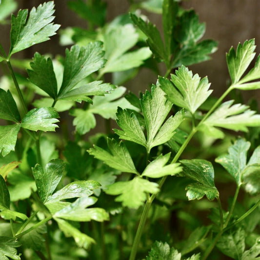 Flat Leaf Parsley